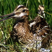 Wilson's Snipe